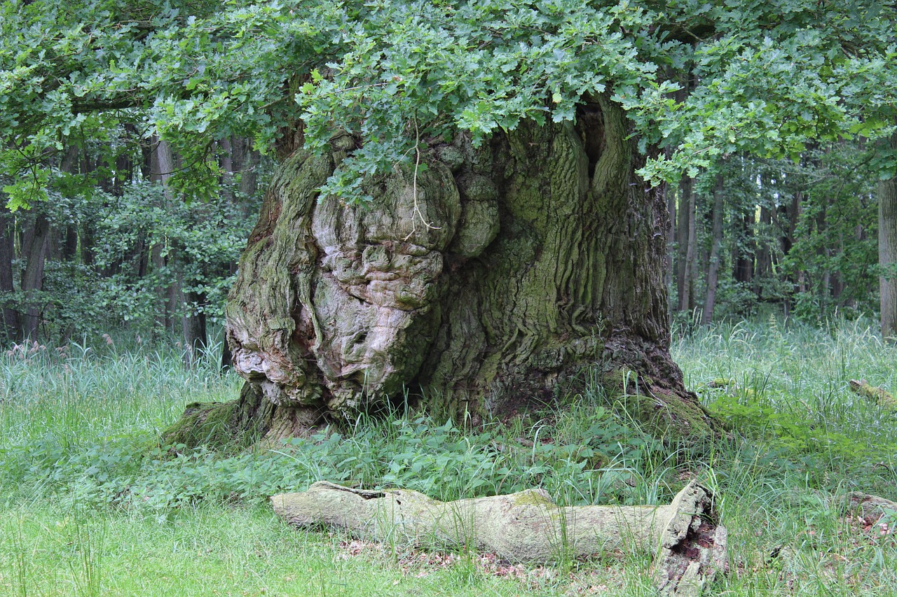 Arborii gigant din România. Cel mai bătrân are peste 900 de ani