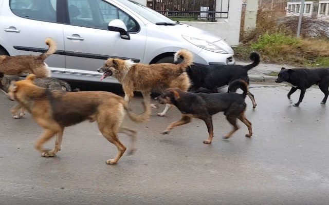 Prezentatoare TVR, atacată de o haită de câini în București. Poliția Locală și ASPA au refuzat să o ajute