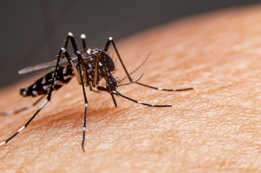 Vaccinul japonez Qdenga împotriva denga, autorizat în Uniunea Europeană