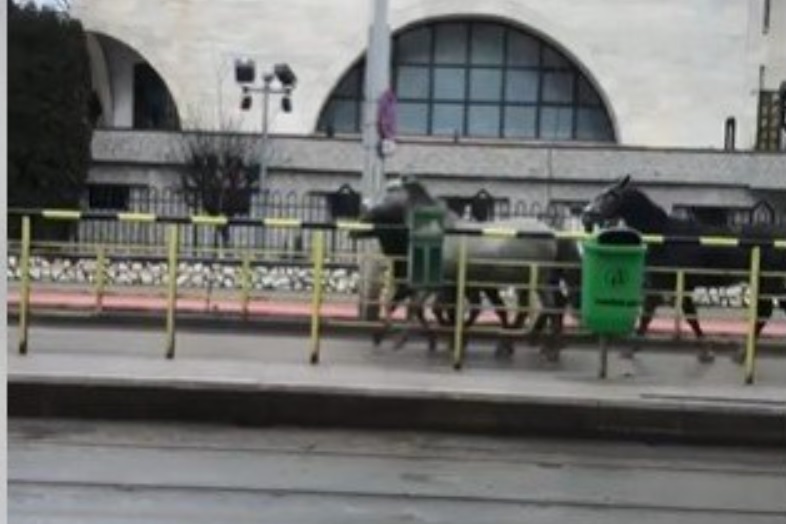 Ghicește cineva în ce mare oraș al României se plimbă liberi acești frumoși cai? VIDEO