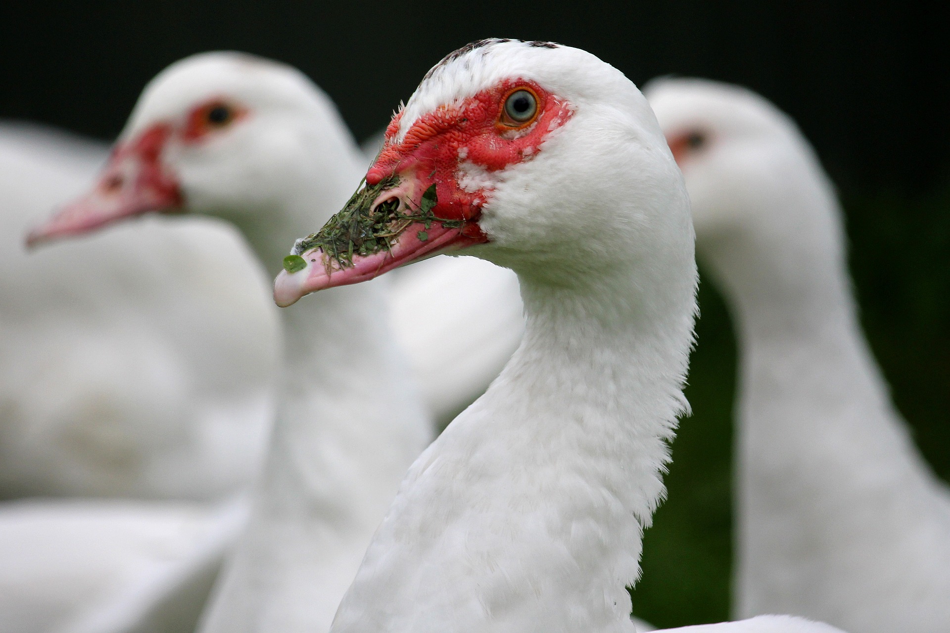 Alertă în România! Virusul gripei aviare confirmat la o fermă de la graniță