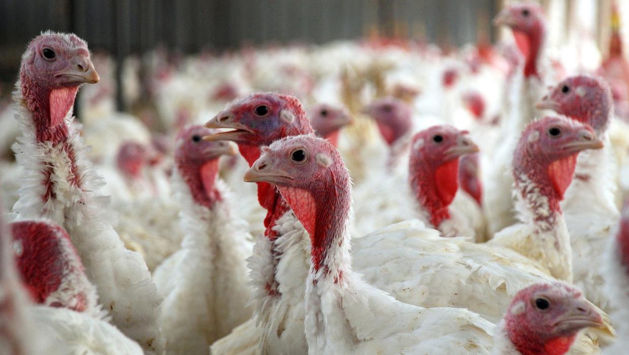 Focar de gripă aviară la o fermă cu peste 44.000 de curcani