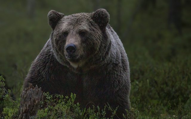 Trei urși liberi au intrat în ZOO Târgu Mureș, după ce au sărit gardul 