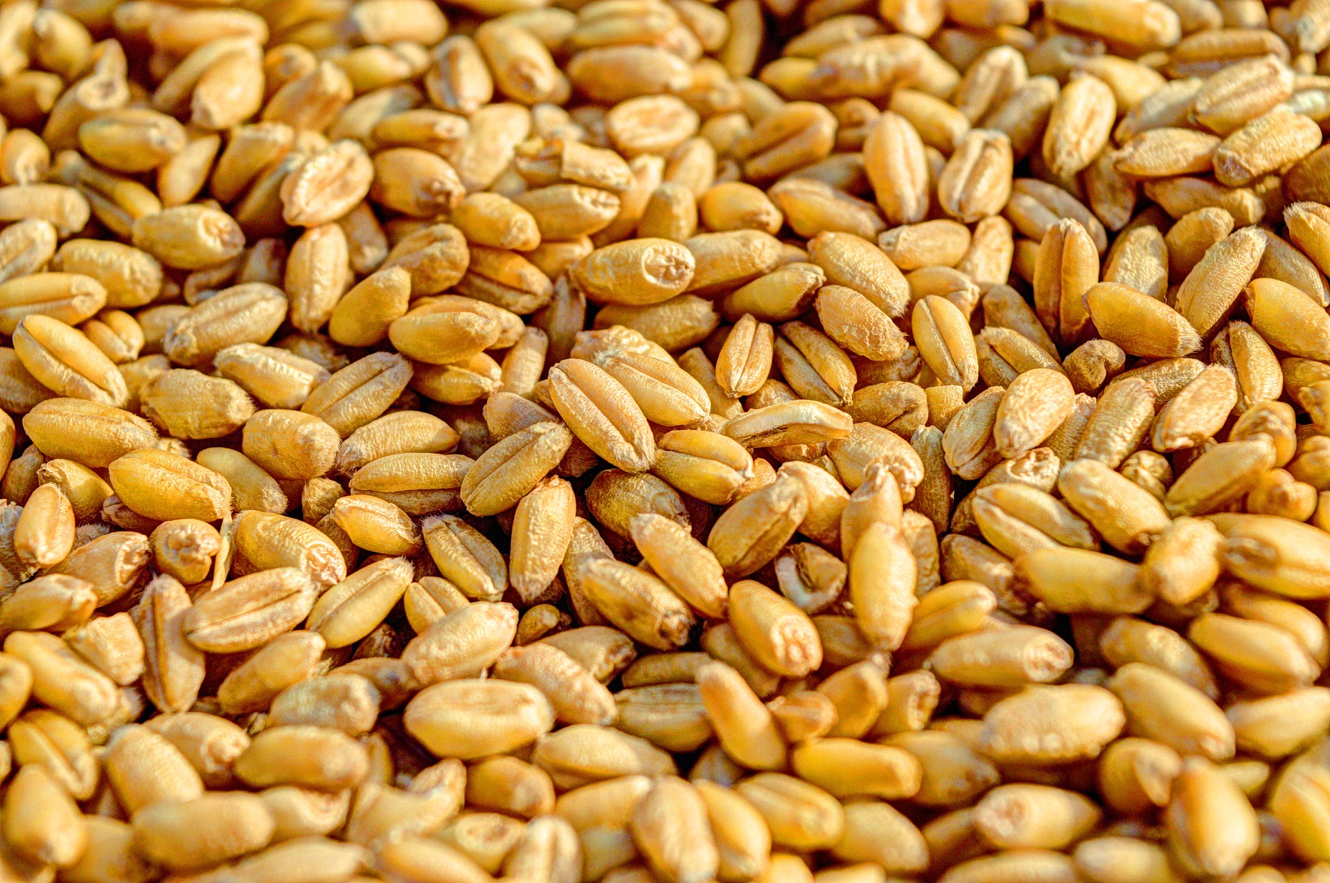 Fermierii trag un semnal de alarmă cu privire la scăderea prețului cerealelor cu 30%: „Ne paşte falimentul”