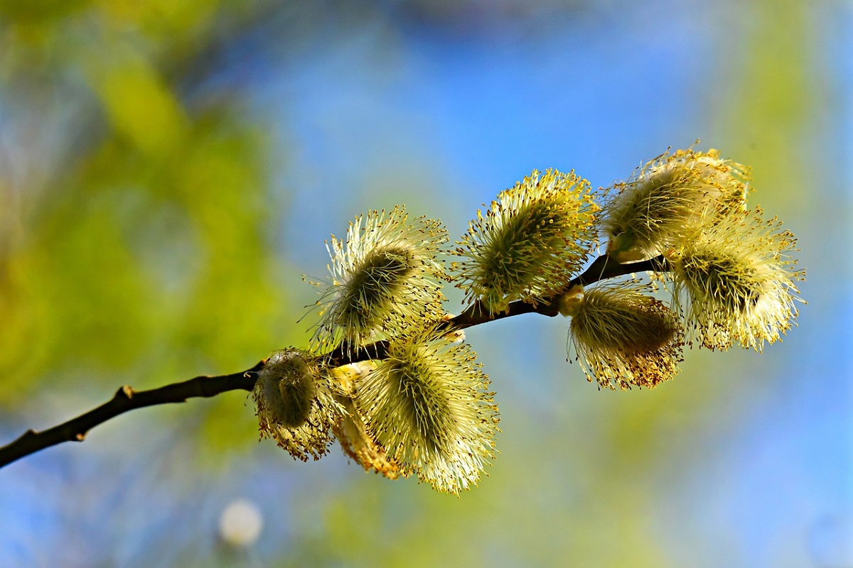Remedii naturale pentru alergiile de primăvară sau alergiile la polen