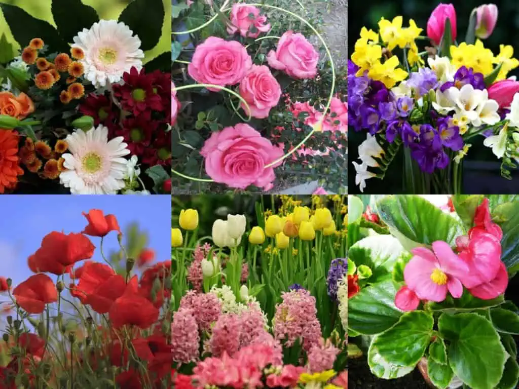 FLORII 2023: Cum să alegi florile pe care le oferi în dar. Semnificația după nume și culoare