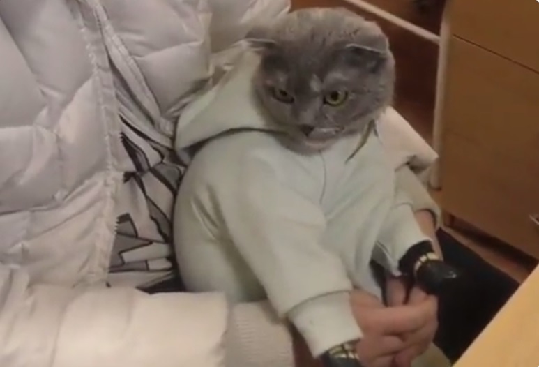 O pisică îmbrăcată ca un bebeluş transporta droguri, în Rusia – VIDEO