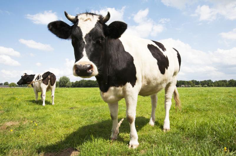 Vacile din Europa, amenințate de o boală gravă legată de schimbările climatice