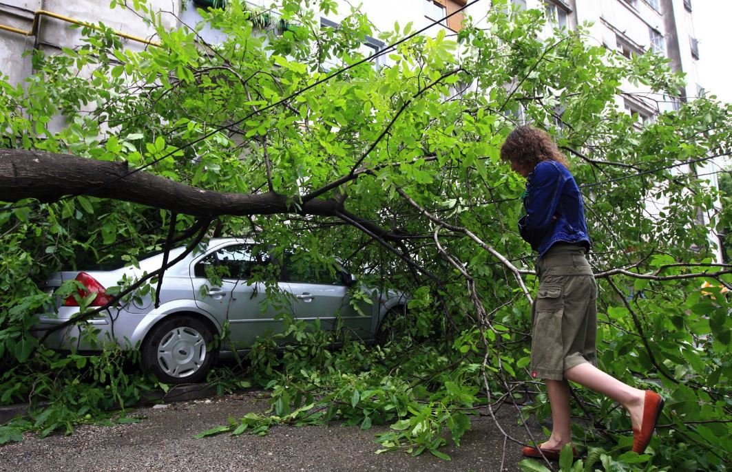 <strong>Şapte copaci au căzut peste șapte mașini în Capitală şi în Ilfov, sâmbătă după-amiază</strong>
