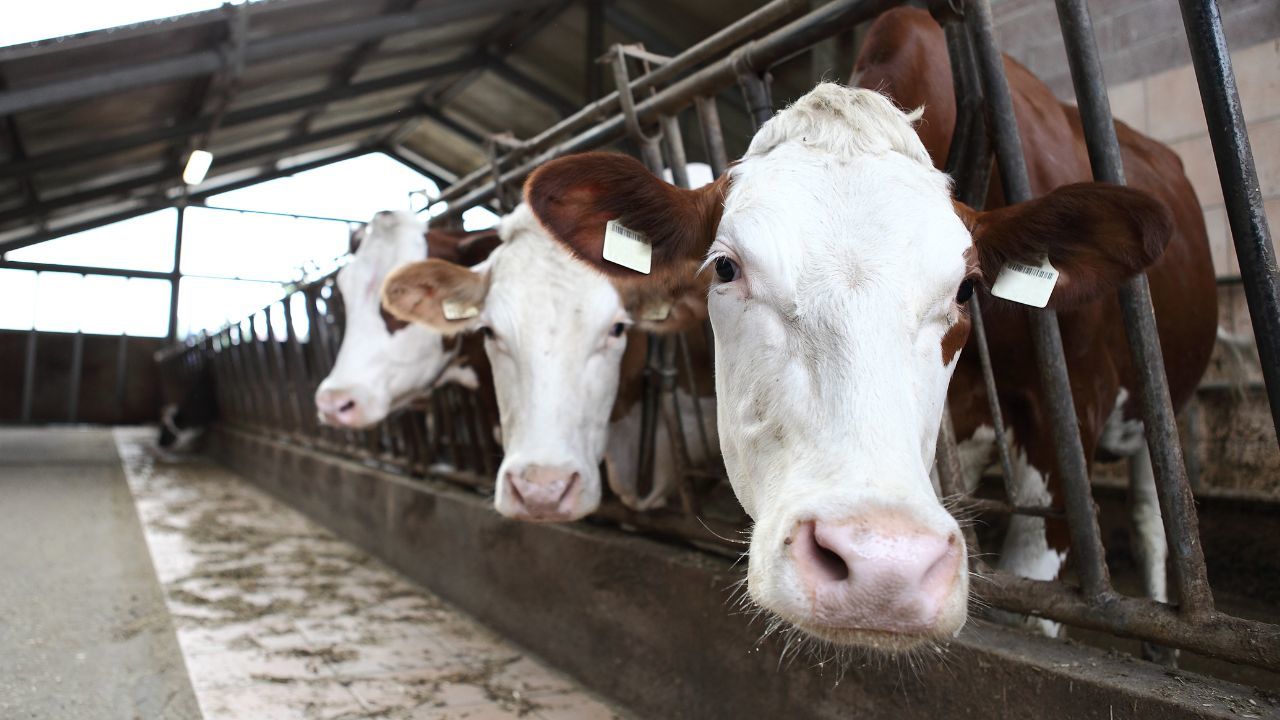 Fermierii români: Mecanismul de reducere a preţului laptelui este prost gândit