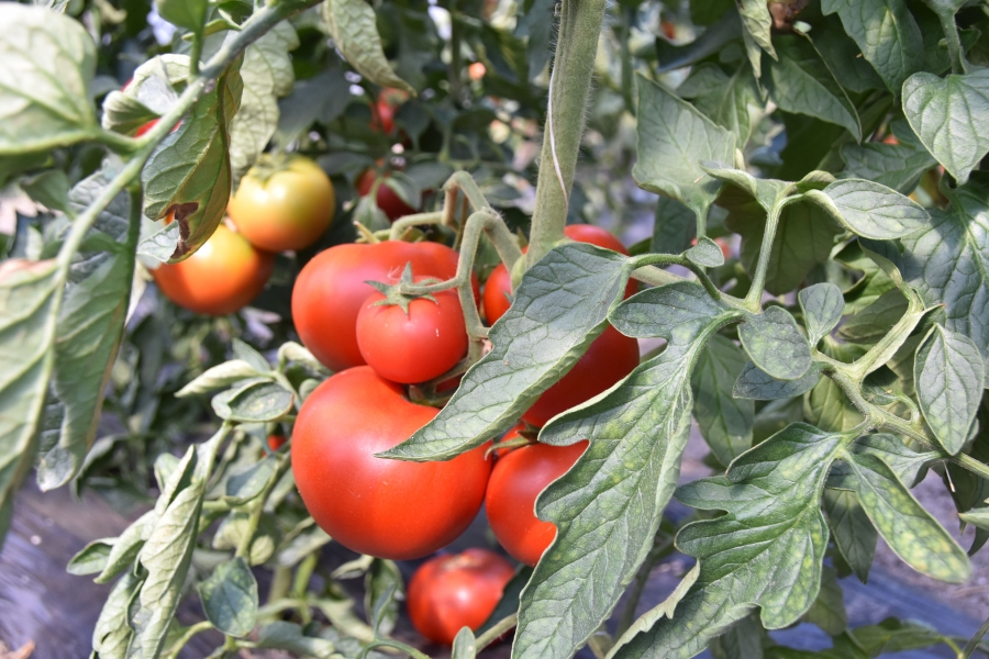 Controale la fermierii din Buzău suspectaţi de tratarea tomatelor cu substanţe interzise