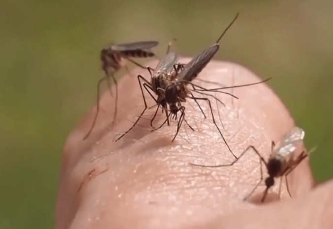 O mega-fabrică de țânțari va produce cinci miliarde de insecte cu un scop bine calculat