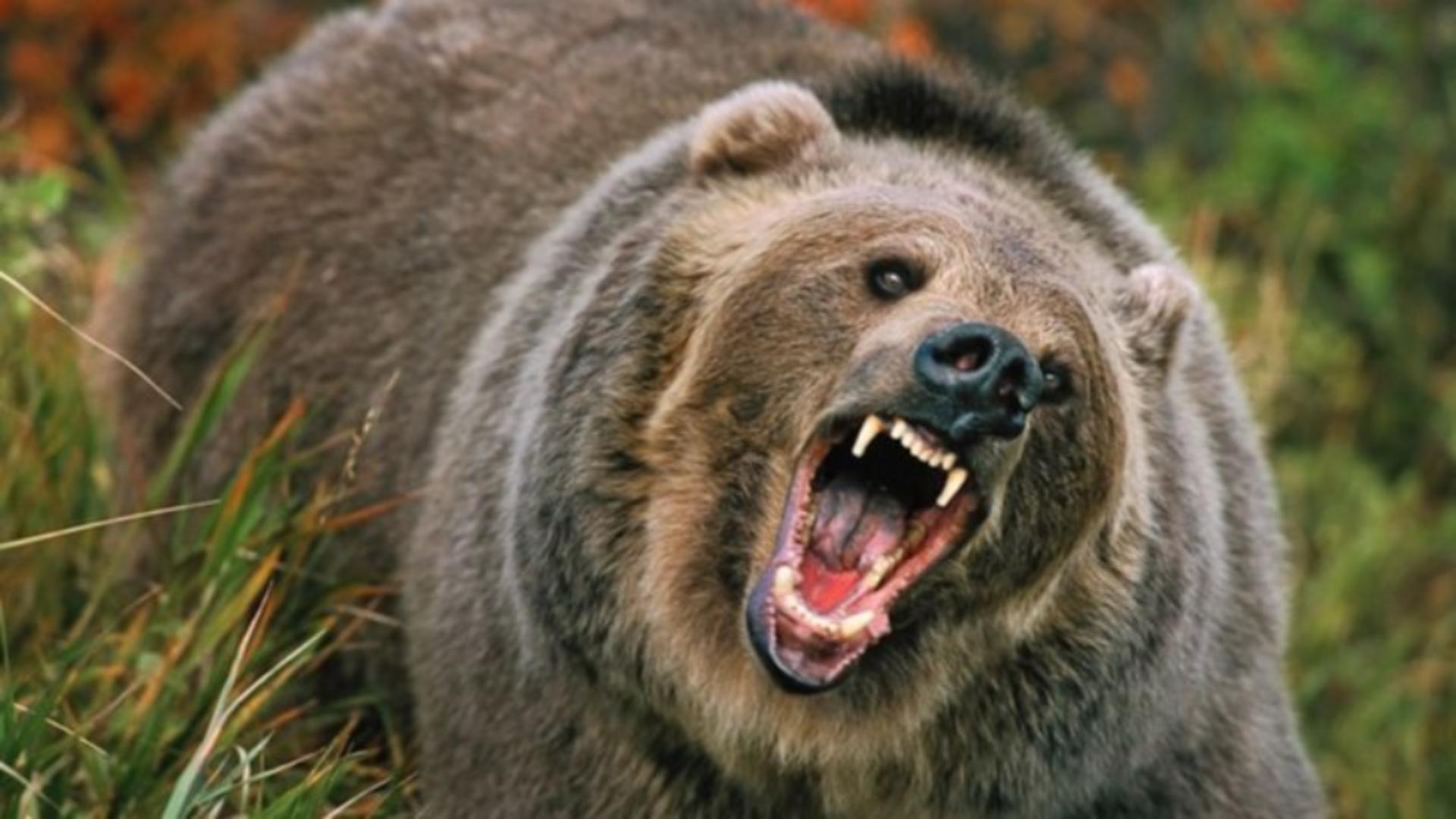 Alertă! Un bărbat a fost atacat de urs într-o comună din Argeș