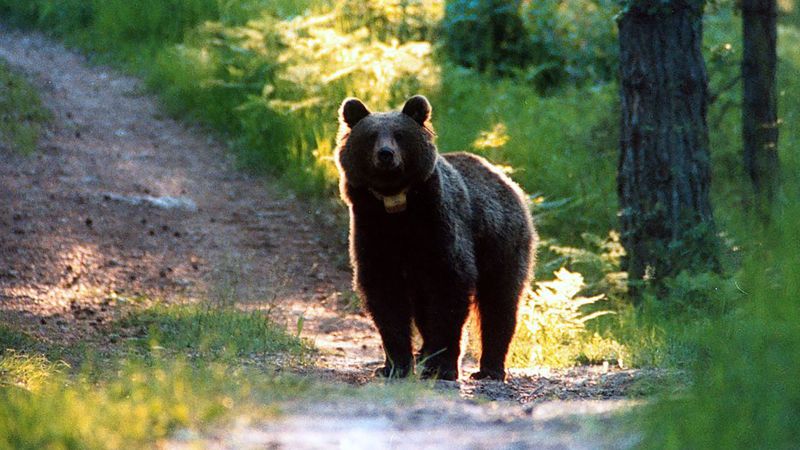 Un urs ucigaș din Italia ar putea primi ”pensie specială” în România, la Zărnești