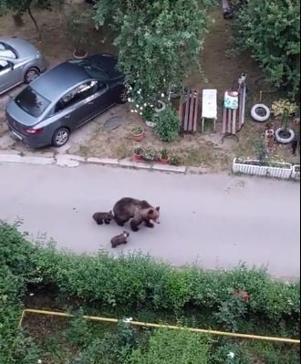 Ursoaică cu pui în apropierea blocurilor, în Slănic Moldova