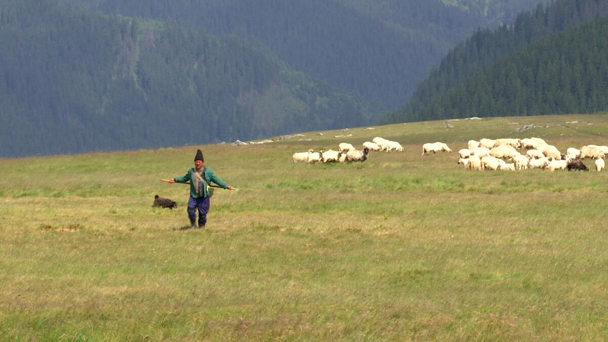 Povestea ciobanului cu facultate, de pe Transalpina. „Îmi plac oile, animalele, natura și munții”