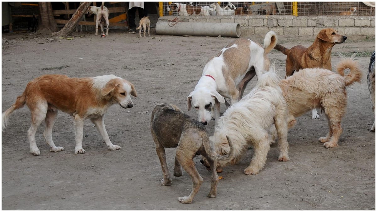 Românii care au câinii de rasă comună nu vor mai fi obligaţi să îi sterilizeze. Proiect depus la Senat de 17 parlamentari PSD și UDMR