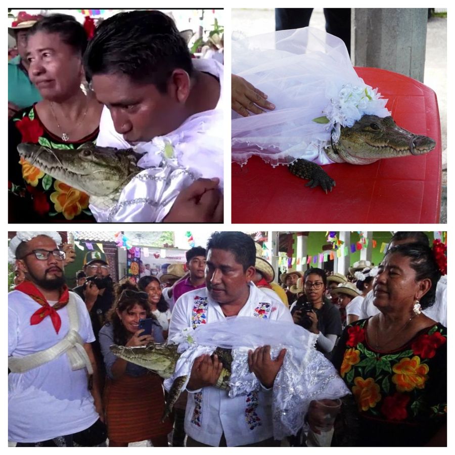 Dragostea nu respectă reguli! Un primar din Mexic s-a căsătorit cu un crocodil
