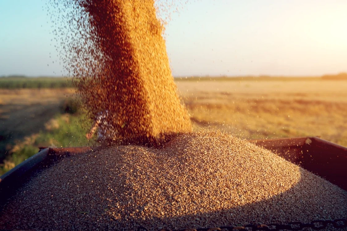 Analiști: Producția de grâu ar putea scădea anul acesta