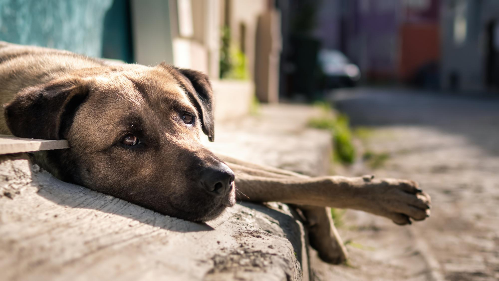 Ajută şi tu câinii străzii aflaţi în grija fundaţiei ROLDA