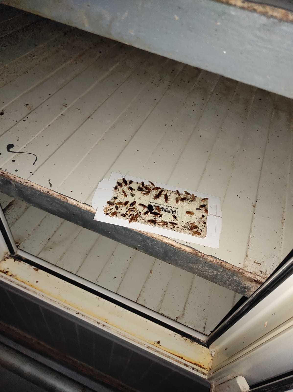 Două fabrici de pâine din Giurgiu au fost închise de ANPC, după ce comisarii au găsit mizerie, gândaci, produse expirate sau ţinute la temperaturi ridicate. Au fost date amenzi de 45.000 de lei – FOTO, VIDEO