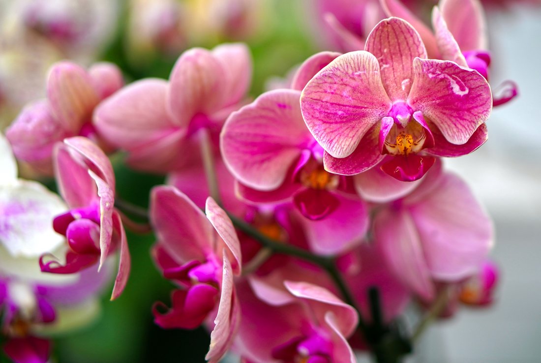 Cum faci ca orhideea să fie înflorită mai mult timp