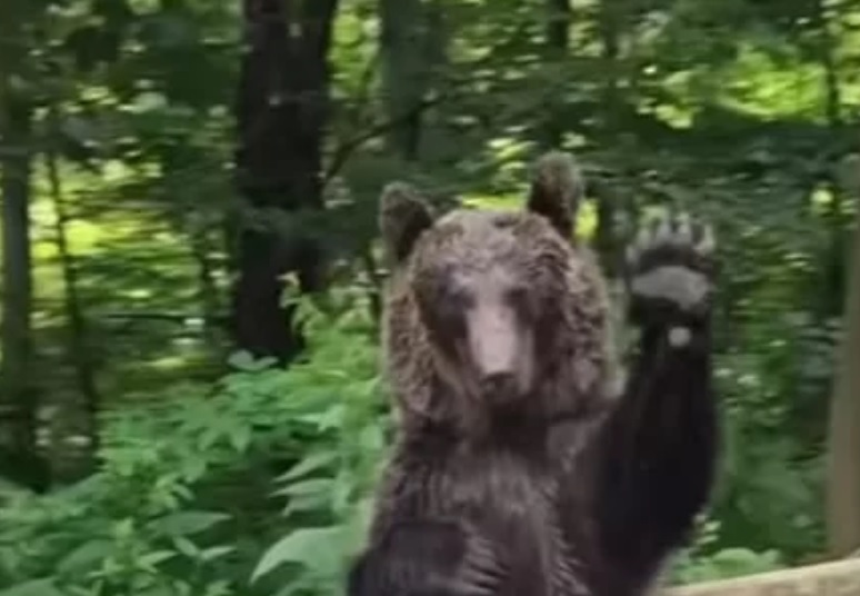 <strong>Ursul care salută, vedetă pe rețelele de socializare</strong>