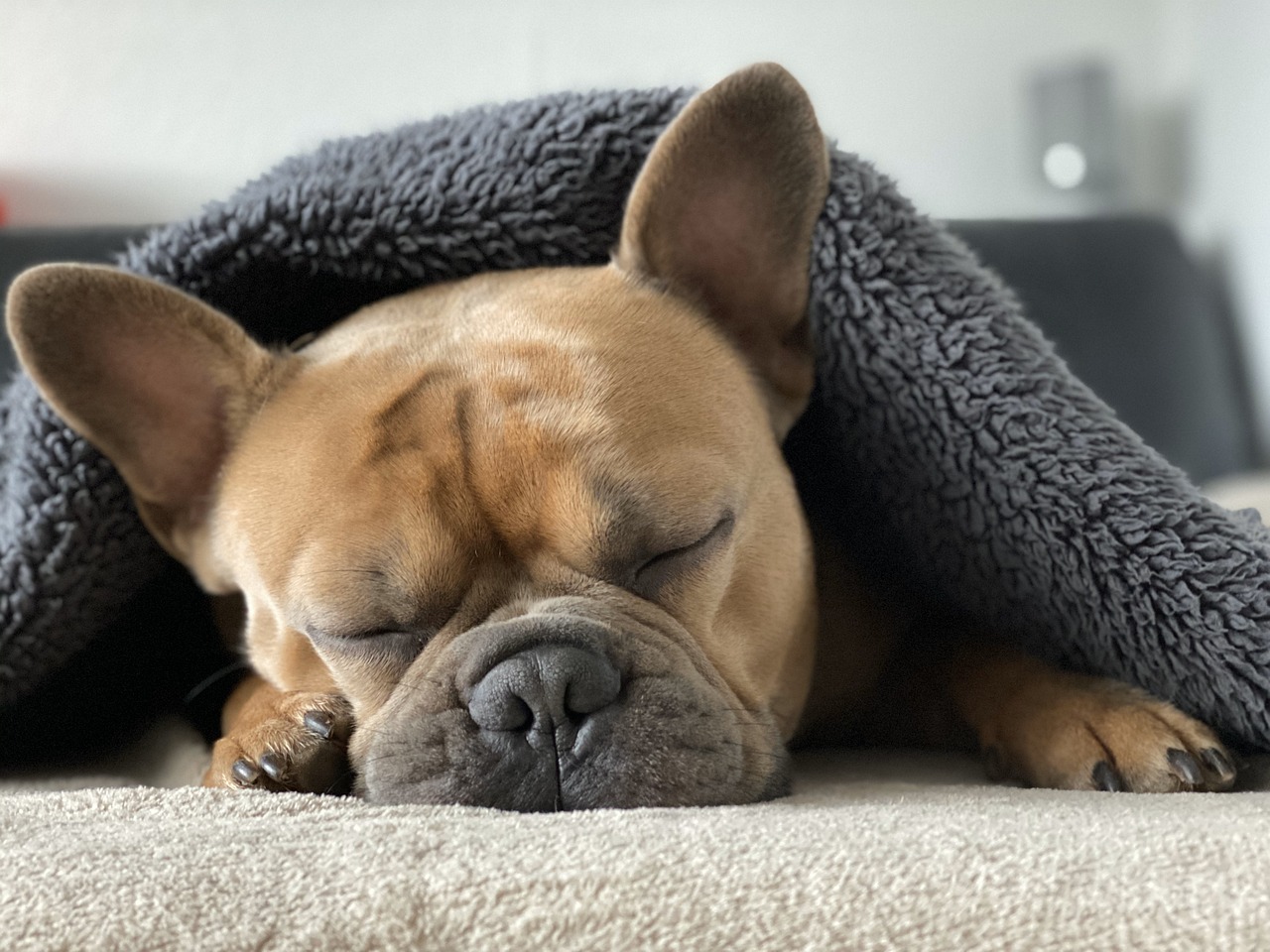 De ce doarme câinele mult în timpul zilei. Este sau nu un motiv de îngrijorare?