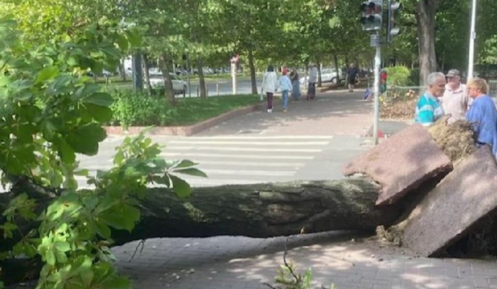 Un copac a căzut peste o femeie în Sectorul 3 din București