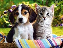 4 octombrie, Ziua Mondială a Animalelor. Târg de adopții și demonstrații de dresaj canin la Muzeul Antipa
