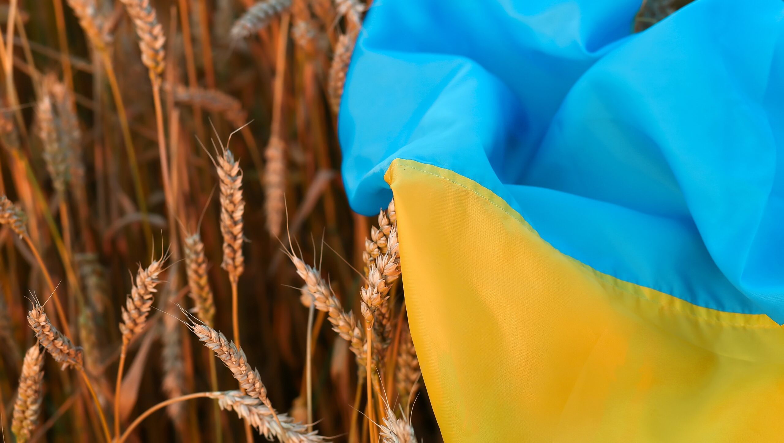 Ministerul Agriculturii propune instituirea unor măsuri de reglementare a importurilor de produse agricole din Ucraina sau Republica Moldova / Sunt vizate gâul, porumbul, seminţele de rapiţă sau de rapiţă sălbatică şi seminţele de floarea-soarelui
