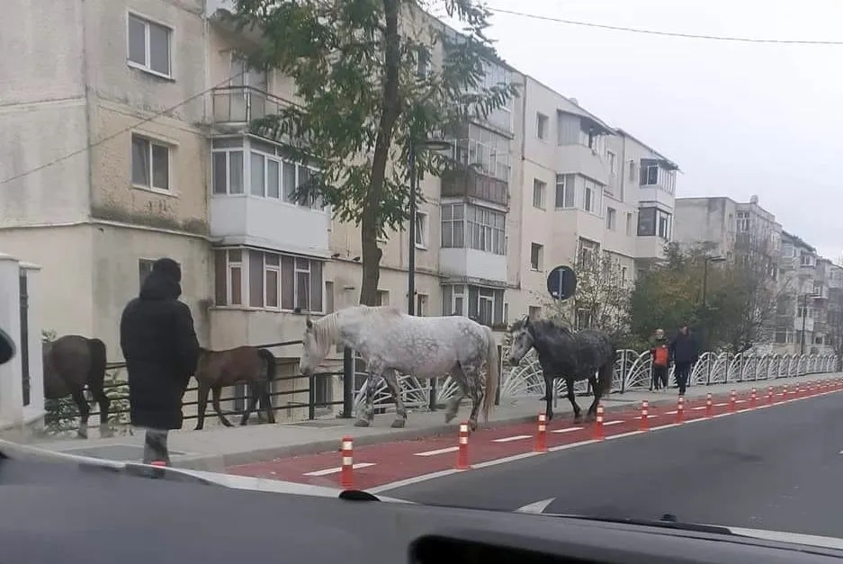 Orașul din România în care caii se plimbă pe pistele de biciclete