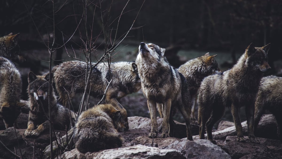 Animalele descoperite în premieră în Munții Carpați. Pe cine pune în pericol prezența lor