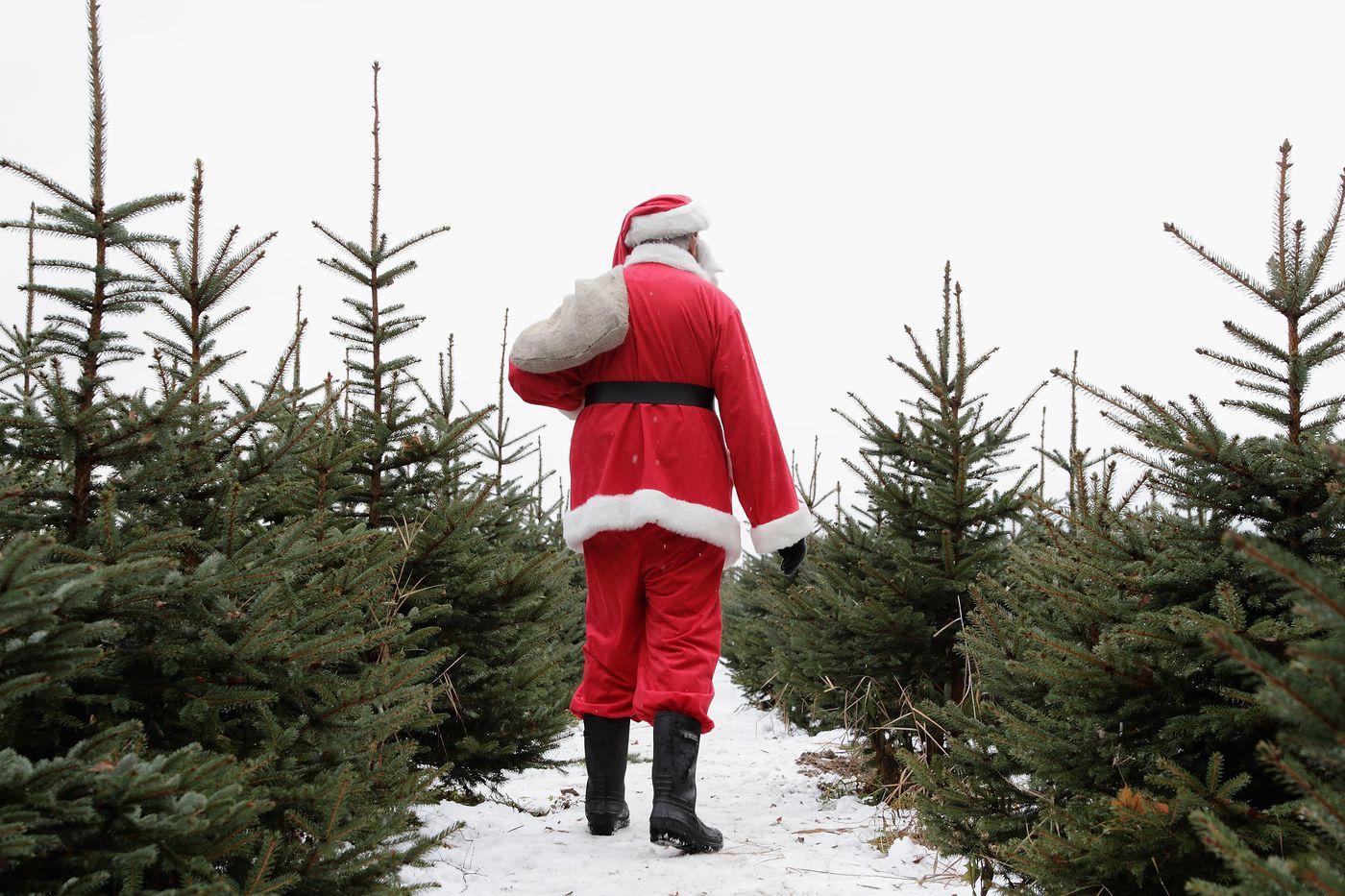 Romsilva scoate la vânzare peste 20 de mii de pomi de Crăciun. Care sunt prețurile