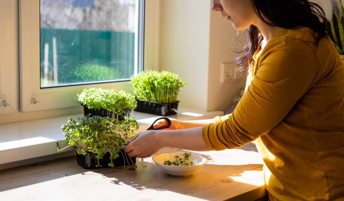Poţi creşte microplante acasă, chiar dacă stai la bloc
