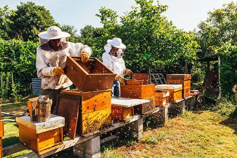 Statul ajută apicultorii. Cu ce sumă