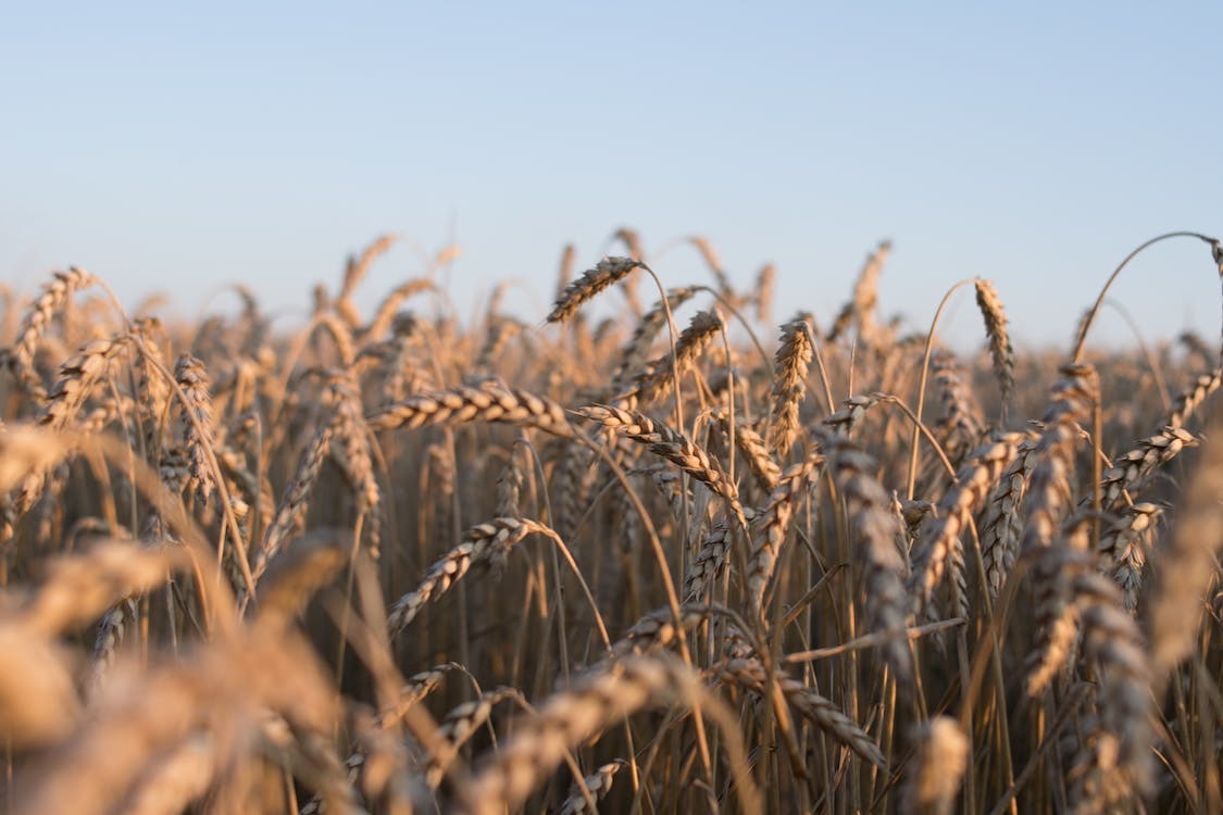 Exporturile de cereale ale României au scăzut
