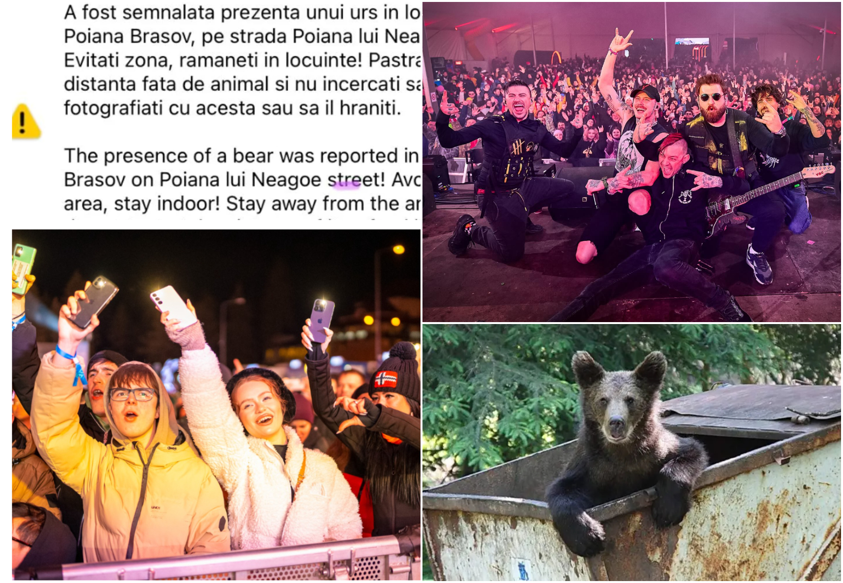 Festival cu Ro-Alert despre urși treziți din hibernare de muzică, la Massif, Poiana Brașov!  Nici drogurile nu au lipsit!