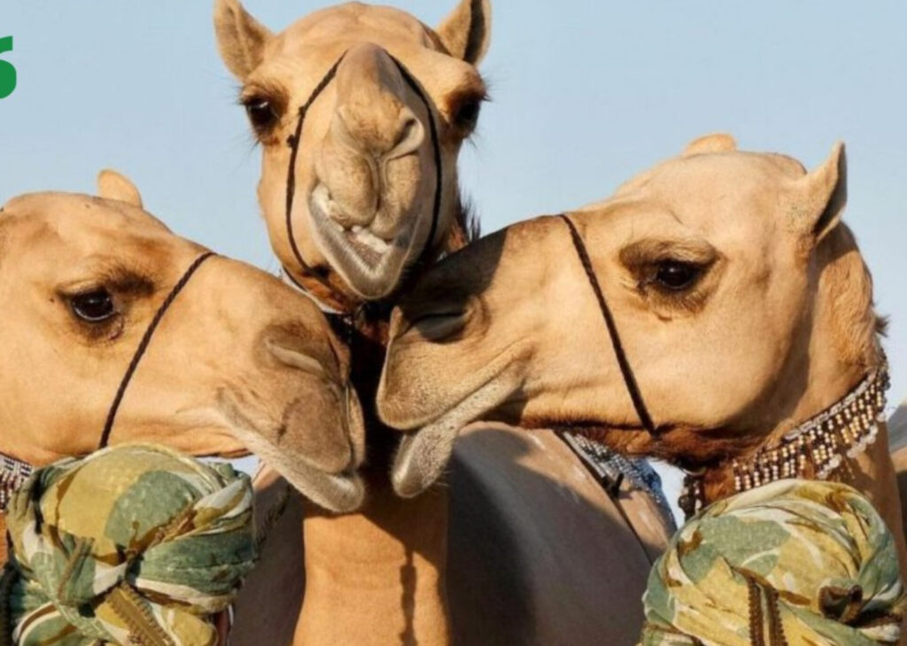 scandal la un concurs de frumusețe pentru cămile: 20 de dromadere cu botox și silicon în buze, descalificate