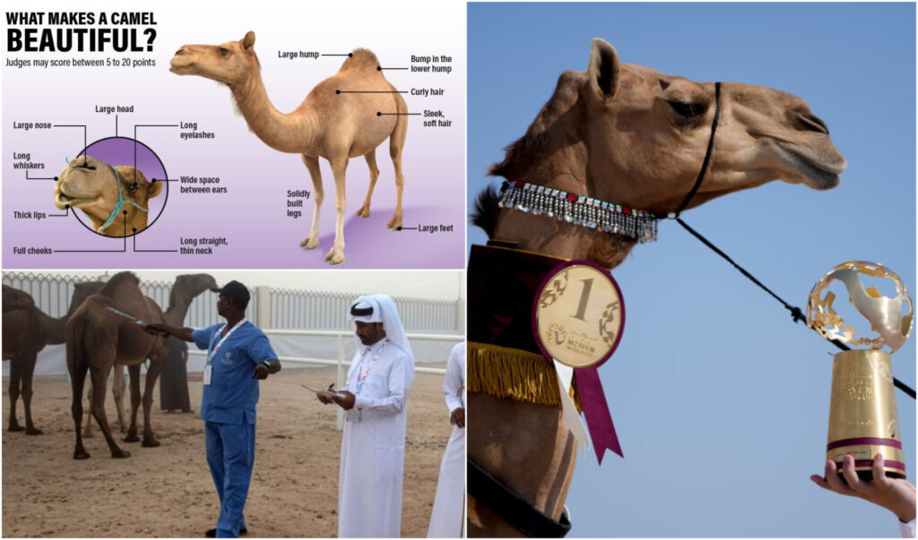 scandal la un concurs de frumusețe pentru cămile: 20 de dromadere cu botox și silicon în buze, descalificate