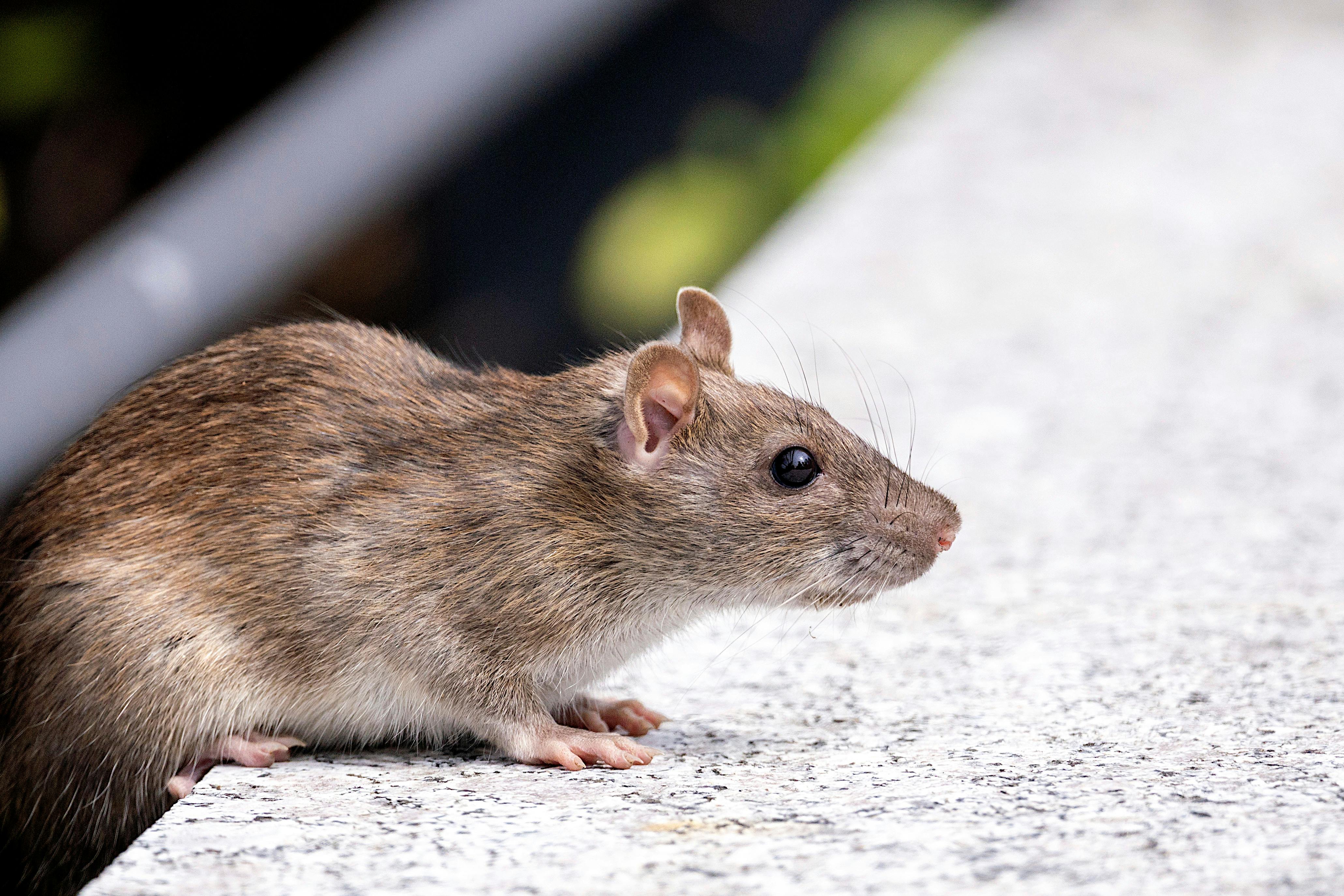 Centrul European de Prevenire și Control al Bolilor activează răspunsul european pentru un focar de hantavirus Andes pe o navă de croazieră