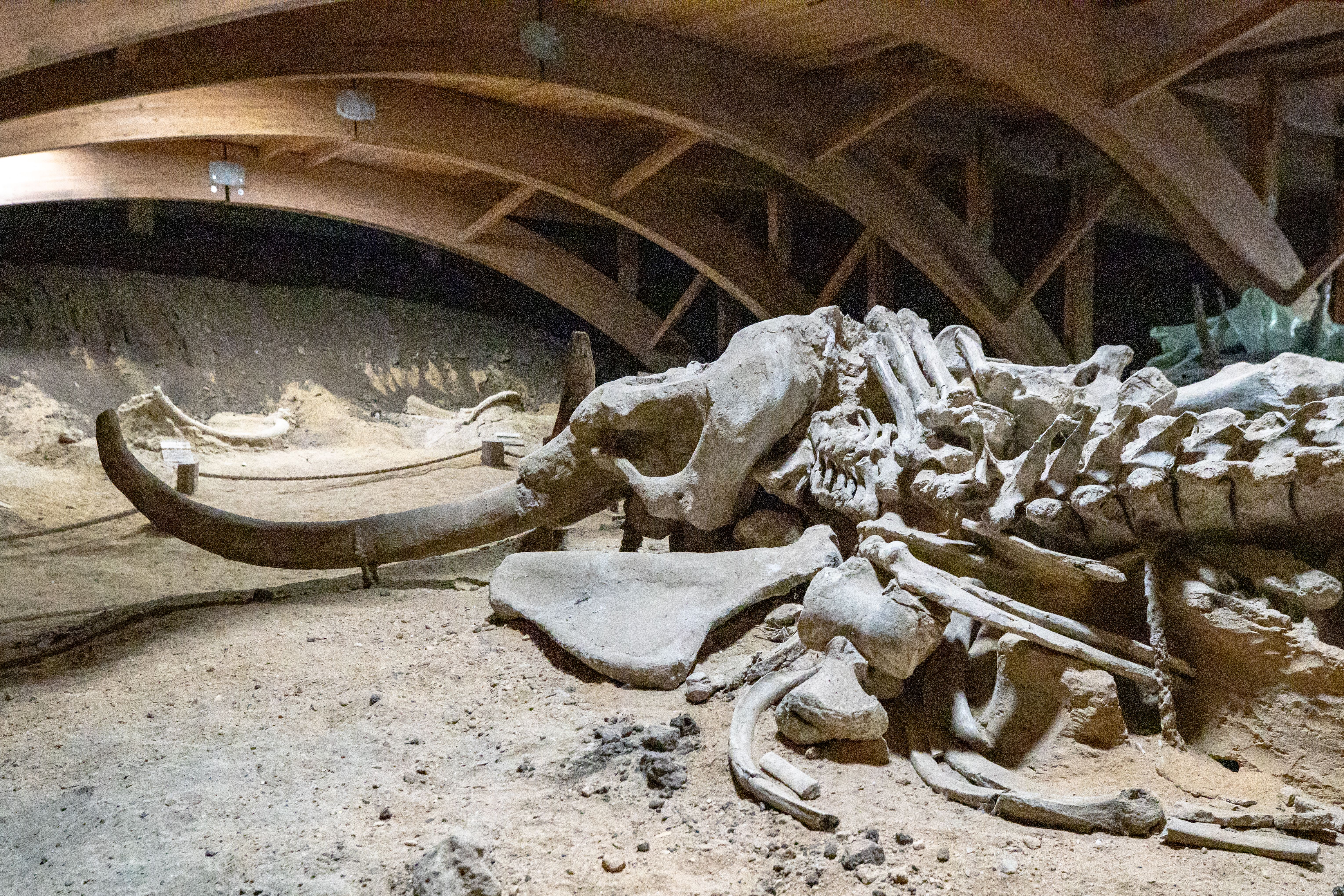 Oasele de mamut arată că oamenii Epocii Glaciare erau vânători organizați, nu simpli supraviețuitori